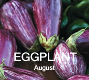 Eggplant:  August