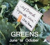 Greens:  June to October