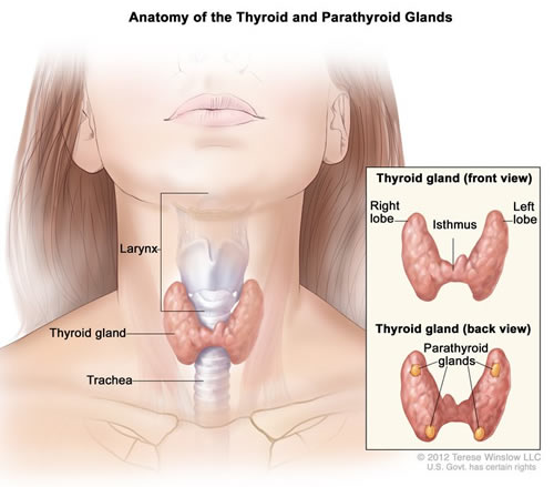 image of thyroid gland with parathyroid glands