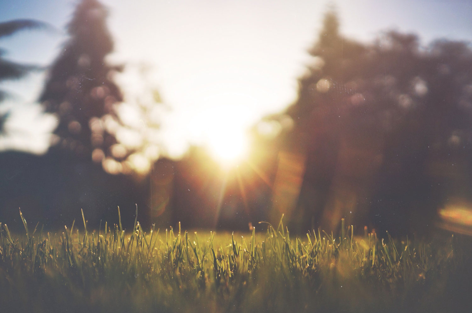 background to quote is sunshine filtering through leaves