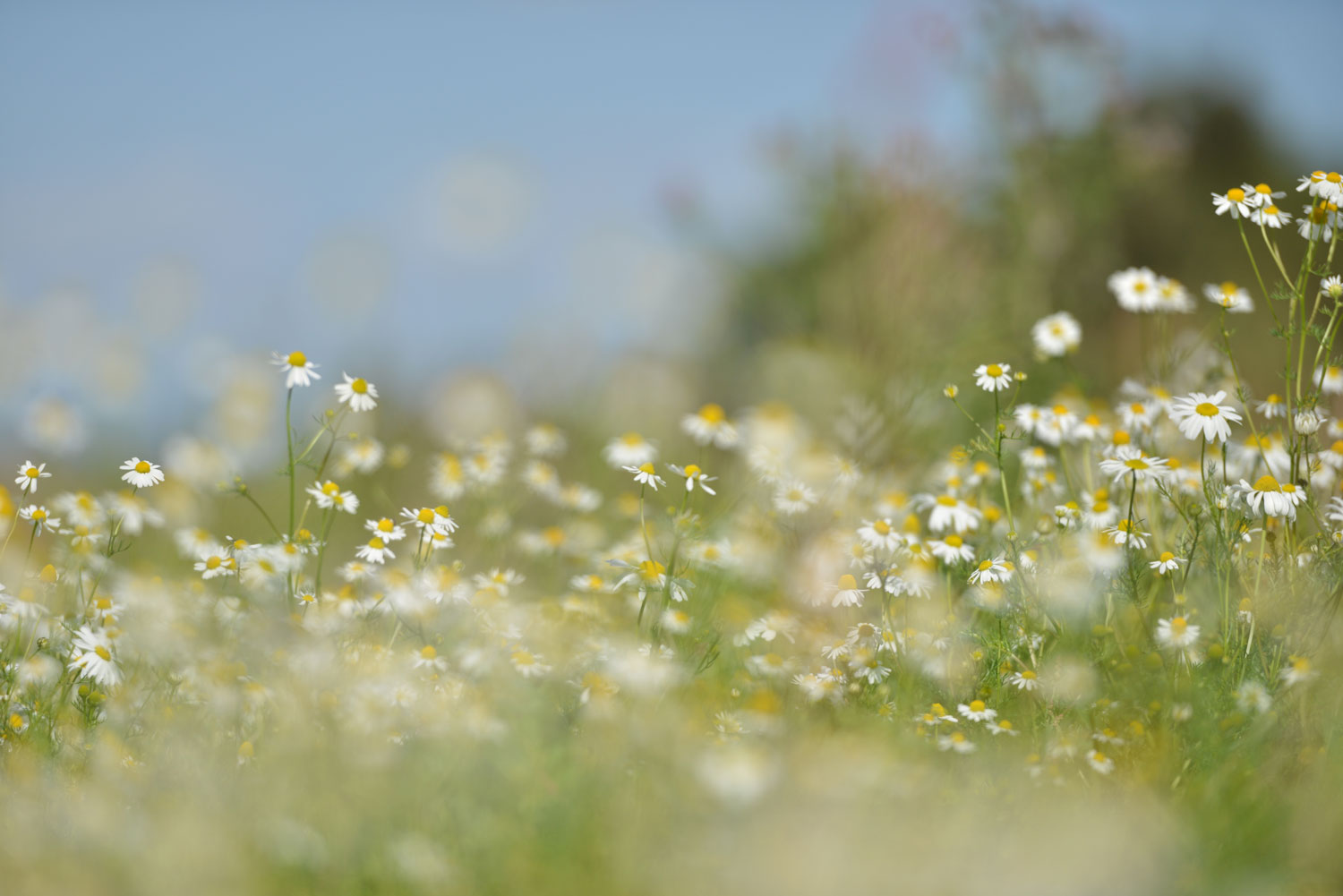 background to quote is a field of flowers