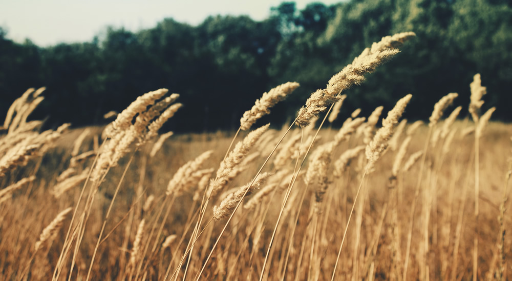 image of field of barley