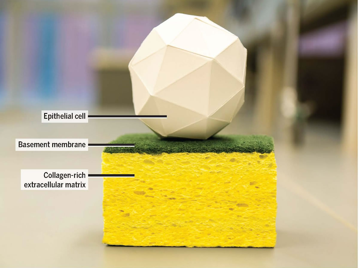 representation of the basement membrane using a ball on top of a sponge with a tough, scrubbing layer in between