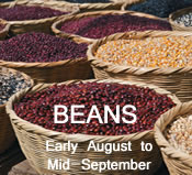 Beans:  early-August to mid-September