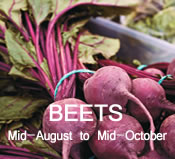Beets:  Mid-August to Mid-October