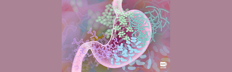illustration of the inside of a stomach with gut bacteria