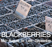 Blackberries:  Mid-August to Late-September