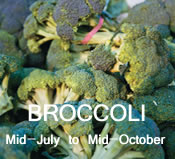 Broccoli: mid-July to mid-October