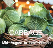 Cabbage: mid-August to late-October