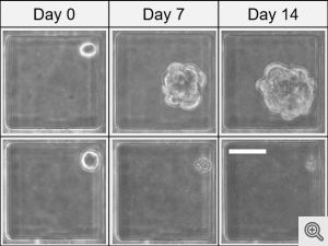 image of microscope images of cells in chambers on the day that they were trapped, after one week, and after two weeks