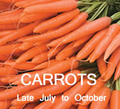 Carrots: Late-July to October