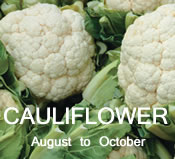 Cauliflower:  August to October