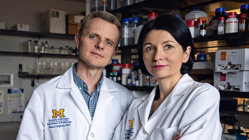 Tomasz Cierpicki, Ph.D., and Jolanta Grembecka, Ph.D., in the lab. Photo by Leisa Thompson