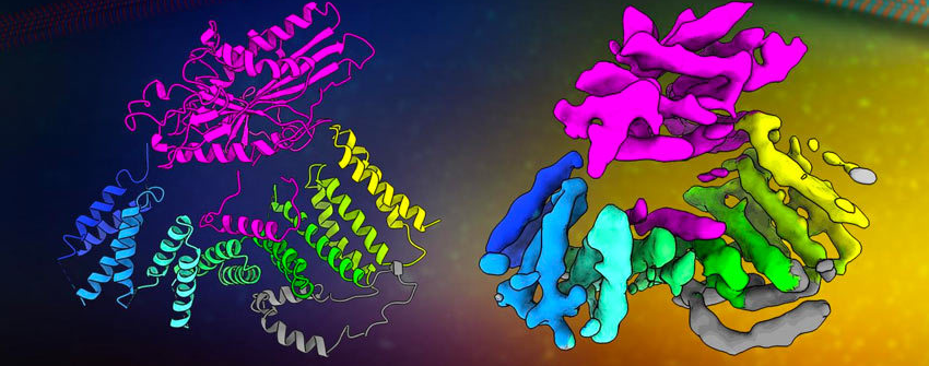 Colorful cell proteins within microscopic 