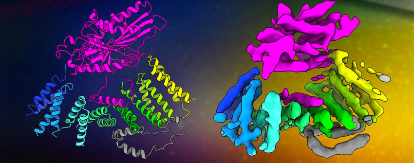 Colorful cell proteins within microscopic