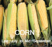 Corn:  Late-July to Mid-September