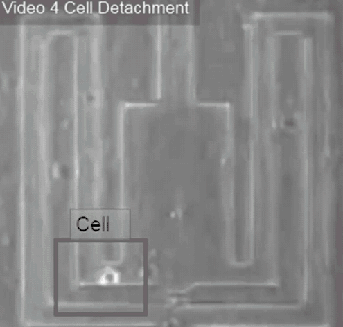 The laser creates a bubble under the cell that bursts out and releases the cell so that it can flow out of the chip.