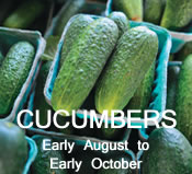 Cucumbers:  Early August to Early October