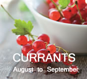 Currants:  August - September