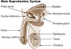 male reproductive systme