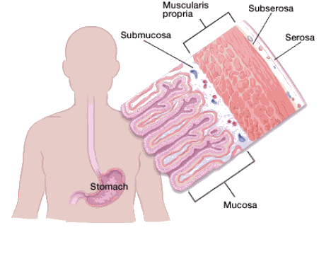 graphic outline of the stomach showing the different layers
