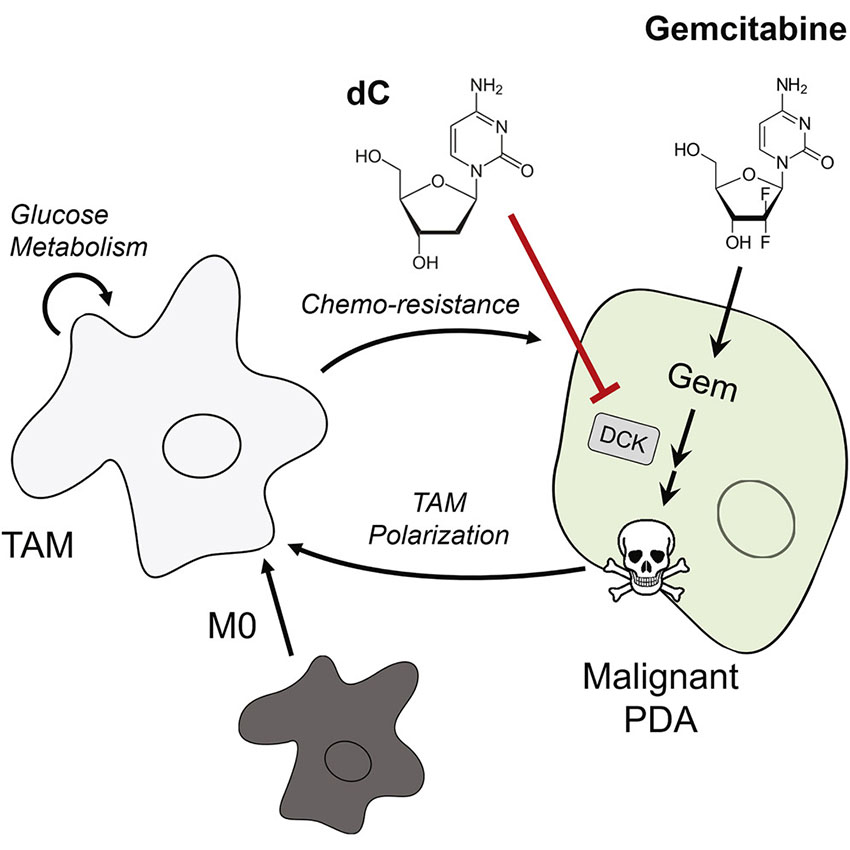 Tumor-associated immune cells release a compound that hinders chemotherapy