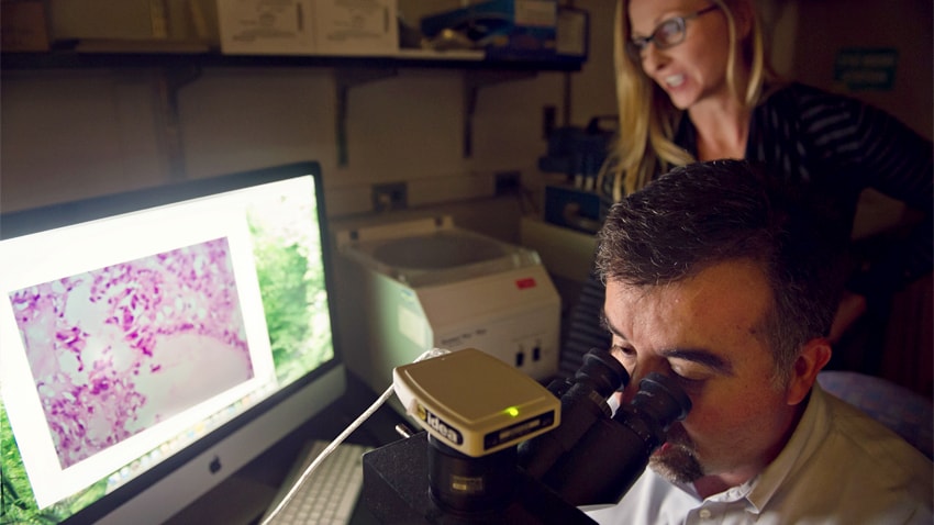 Dr. Giordano at his microscope