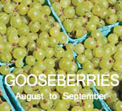 Gooseberries:  August to September