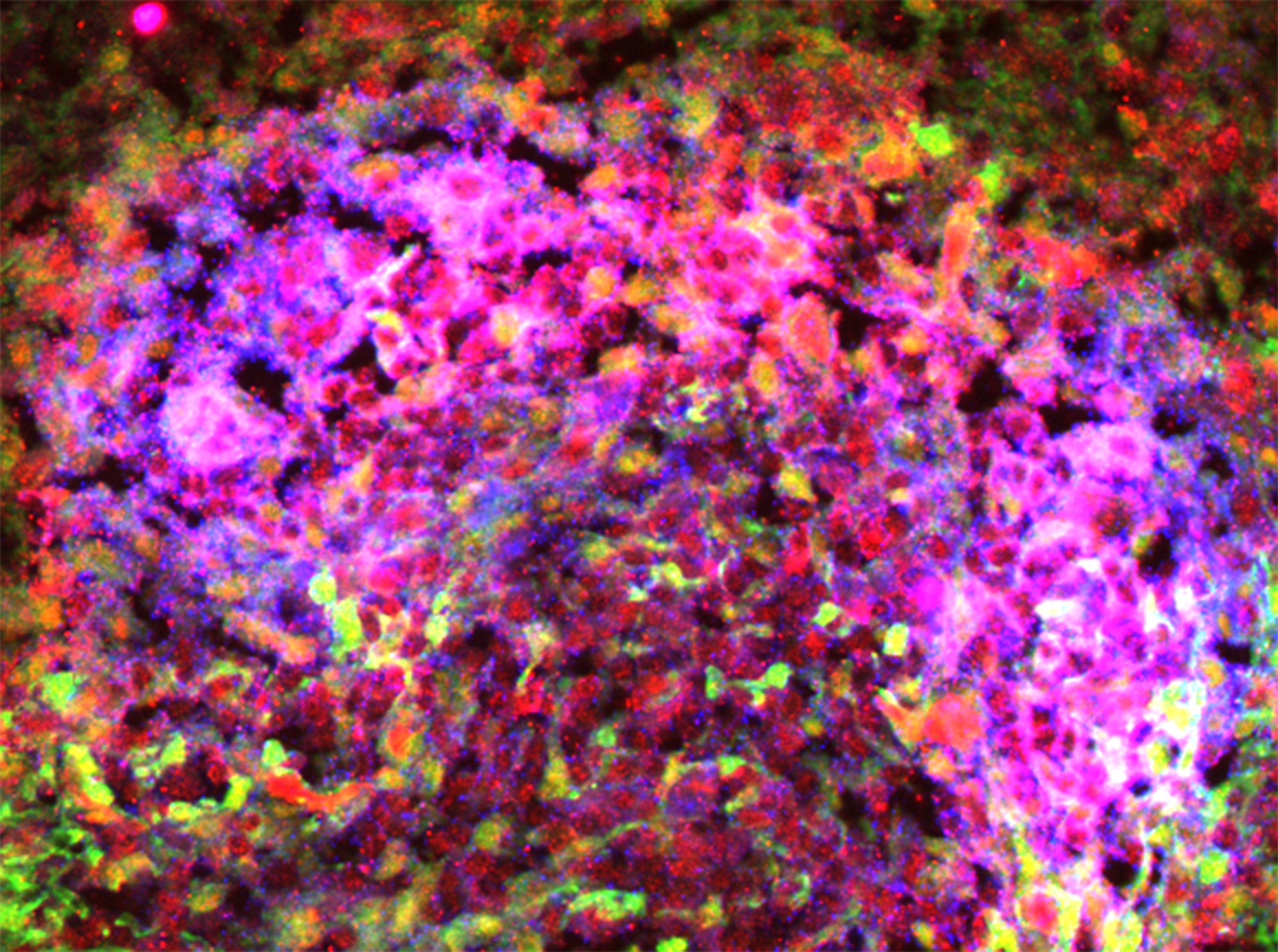 Microscope image showing immunofluorescence staining for Notch ligands in mouse spleen stromal cells