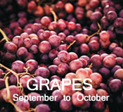 Grapes:  September to October