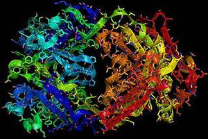 Herceptin Fab antibody