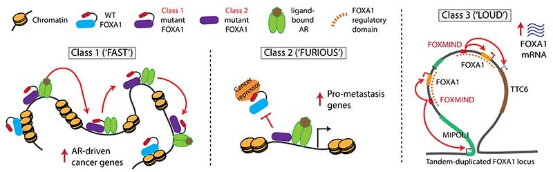graphic representing how the FOXA1 gene works
