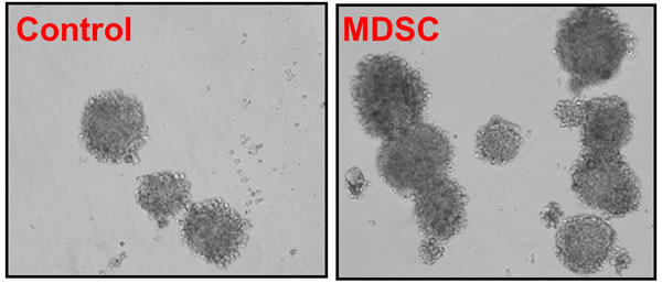 image of immune cells