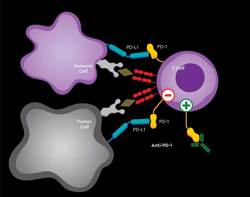 an illustration of how PD-L1 binds to PD1, preventing immune cells from activating