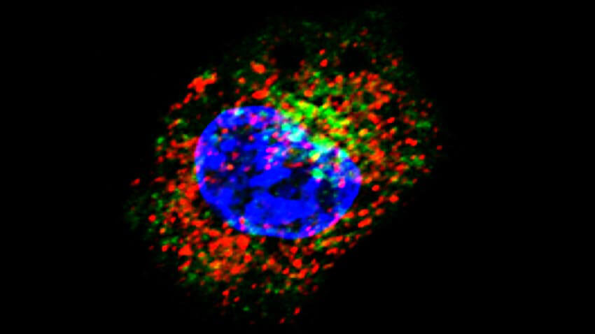 image of a glycoprotein