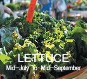 Lettuce:  mid-July to mid-September