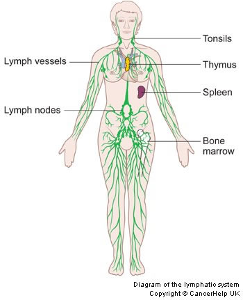 Diagram of the lymphatic system