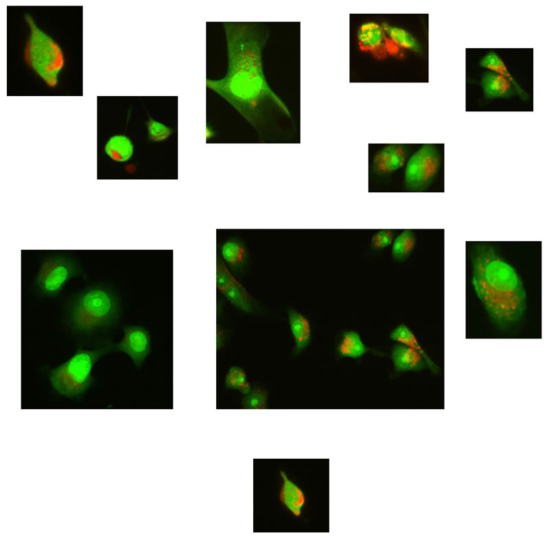 Images of mold cells