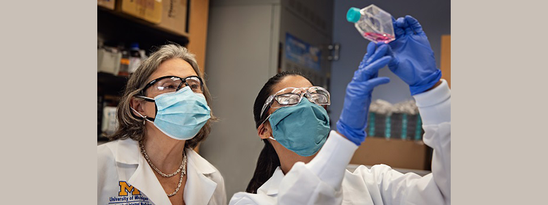 Sofia Merajver and a student look up at cells in medium in the lab