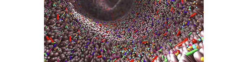illustration of human intestine with microbiota