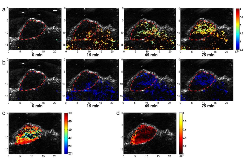 Images of a mouse tumor