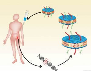 image showing the cycle of tumor neoantigens and the process they undergo to become a vaccine