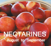 Nectarines: August to September