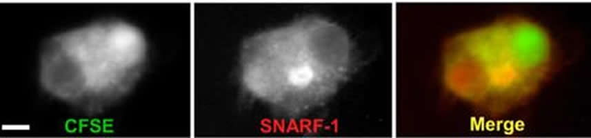 fused cell sorted by FACS and visualized by fluorescence microscopy