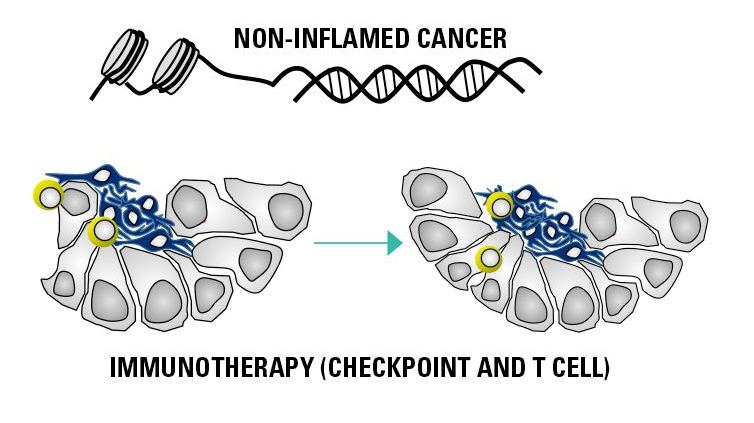 Immunotherapy graphic