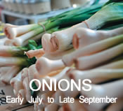 Onions:  Early July to Late-September