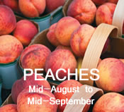 Peaches: mid-August to mid-September