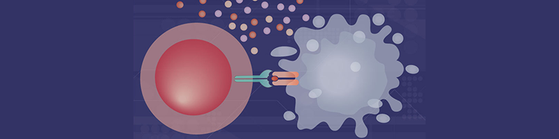 Mdm2 cell on the right helping T cells o the left fight cancer