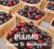 Plums: August to September