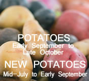 Potatoes:  Mid-July to October